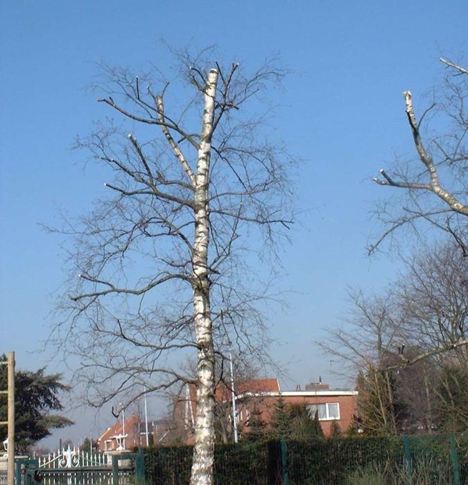 Struiken & Bomen