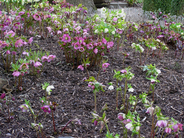 Bloemen & Planten