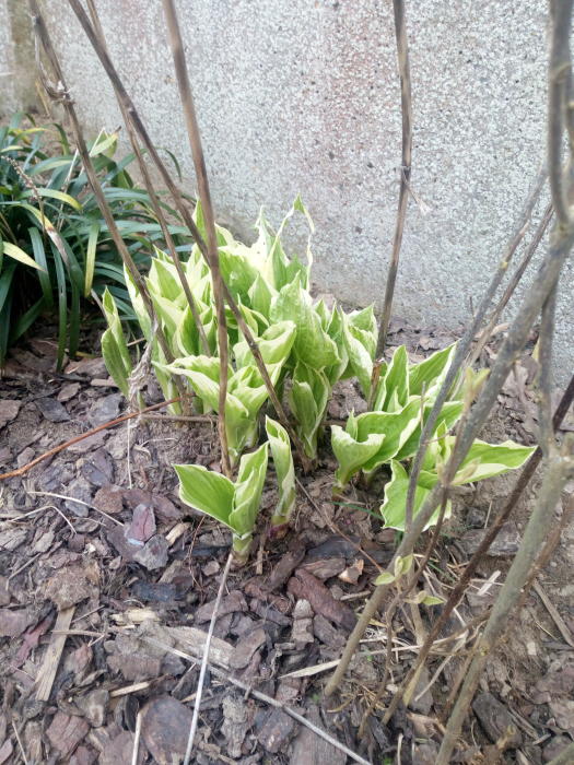 Planten & Tuinbenodigdheden