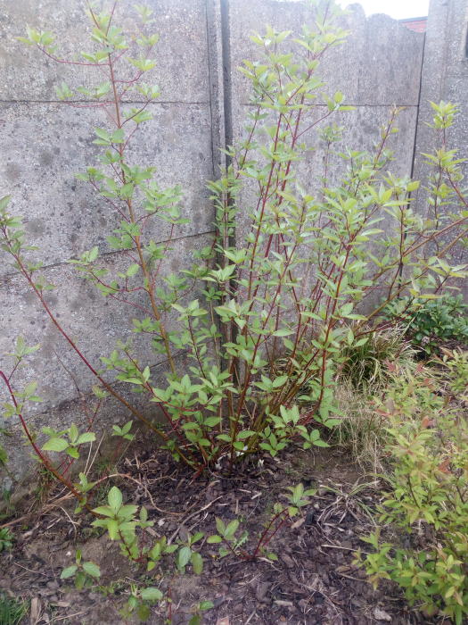 Planten & Tuinbenodigdheden