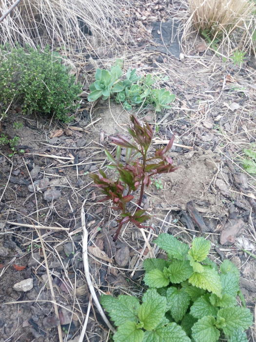 Planten & Tuinbenodigdheden