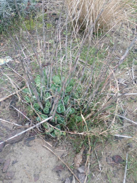 Planten & Tuinbenodigdheden