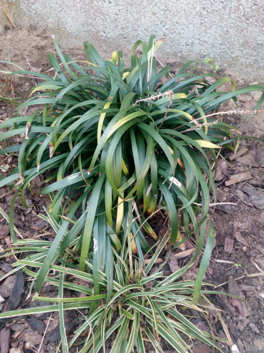 Planten & Tuinbenodigdheden