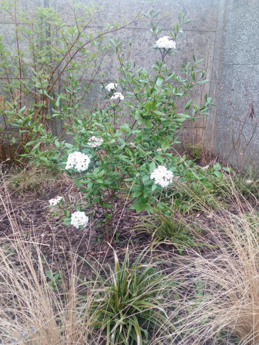 Planten & Tuinbenodigdheden