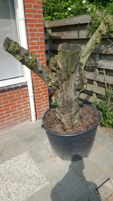 Verwaarloosde Oude Olijfboom - Struiken & Bomen - Forum - Tuinadvies