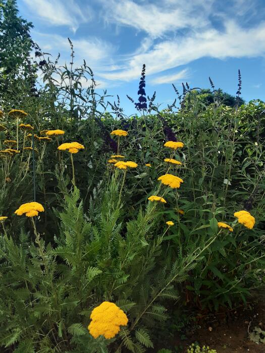 Bloemen & Planten