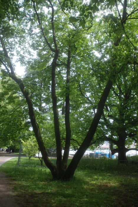 Struiken & Bomen