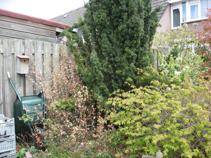 Struiken & Bomen