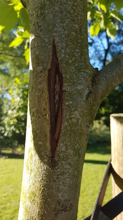 Struiken & Bomen