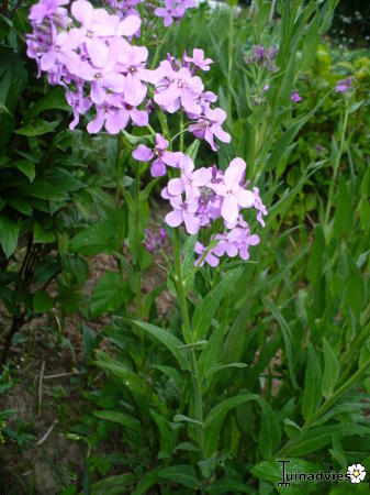 Bloemen & Planten