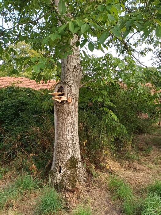 Struiken & Bomen