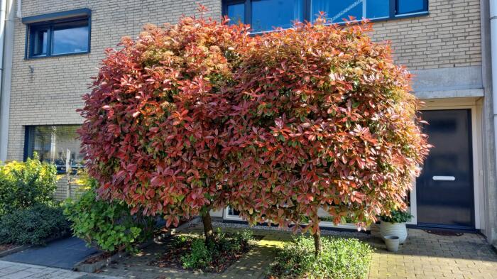 Bloemen & Planten