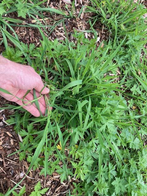 Allerlei Vragen ivm de Tuin