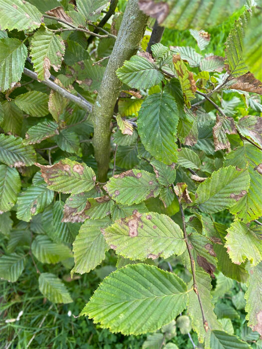 Struiken & Bomen