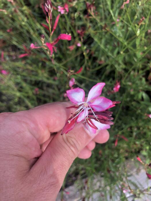 Bloemen & Planten