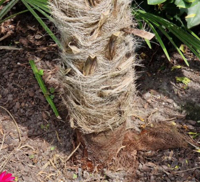 Struiken & Bomen