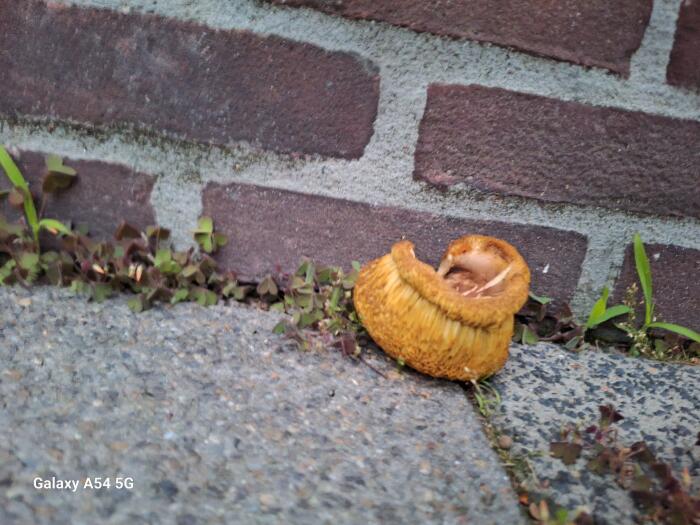 Allerlei Vragen ivm de Tuin