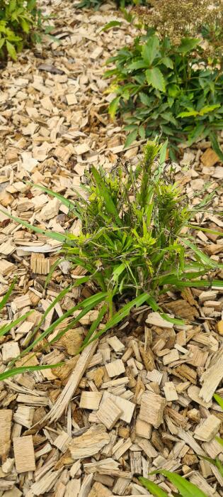 Bloemen & Planten