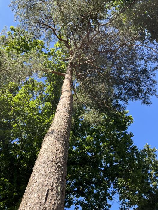 Struiken & Bomen