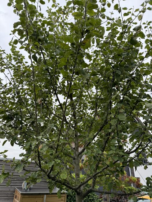 Struiken & Bomen