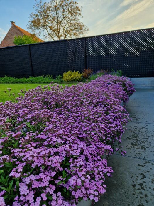 Bloemen & Planten