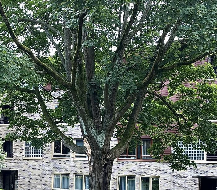 Struiken & Bomen