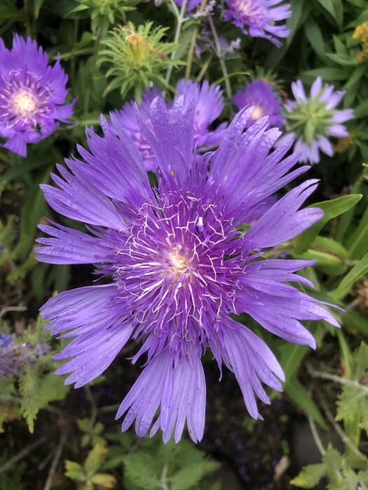 Bloemen & Planten