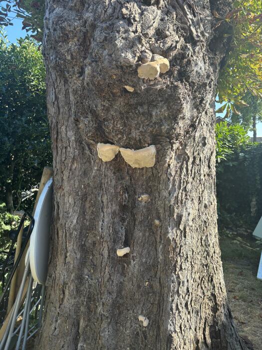 Struiken & Bomen