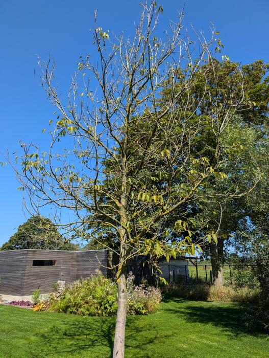 Struiken & Bomen