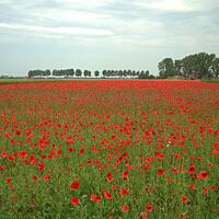 Bloemenvelden