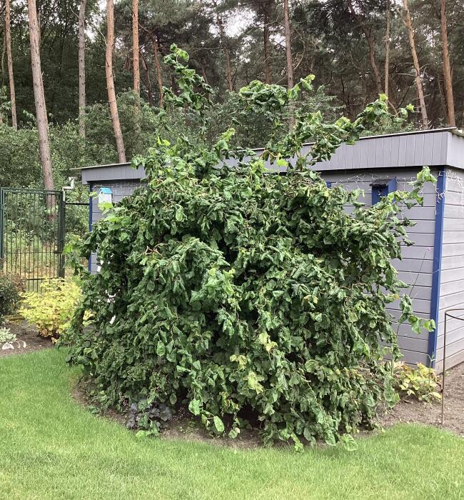 Struiken & Bomen