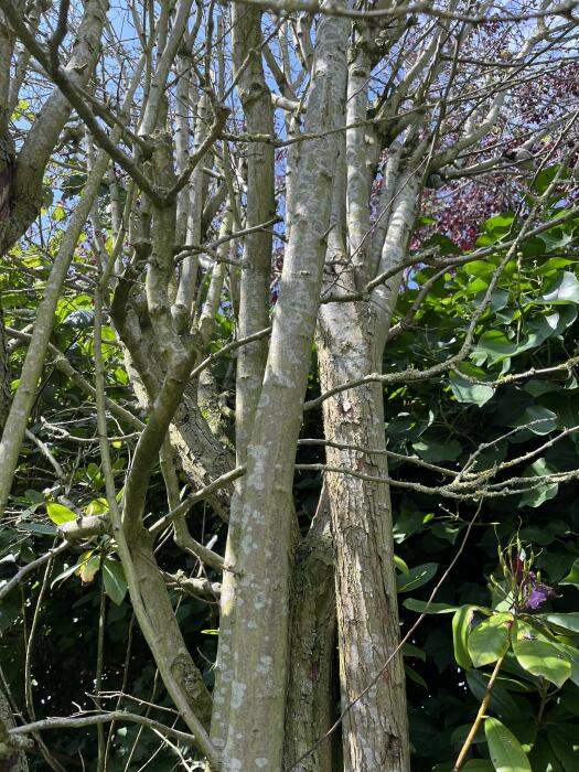 Struiken & Bomen