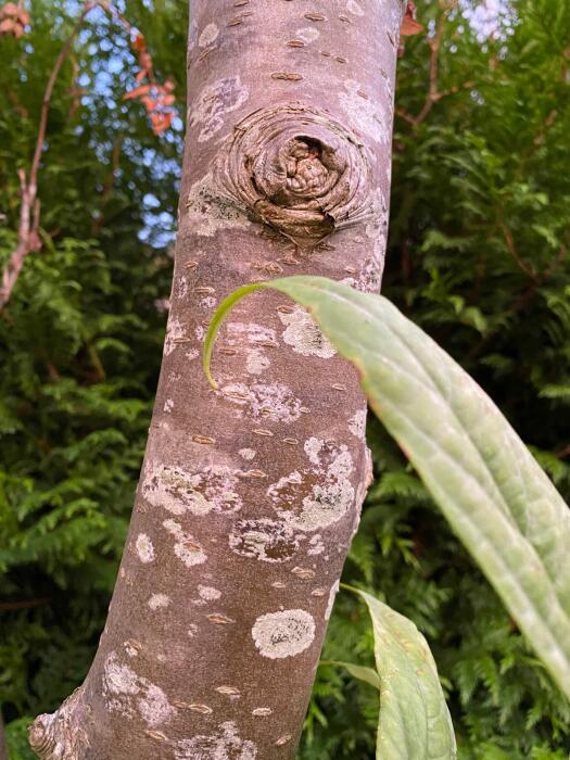 Struiken & Bomen