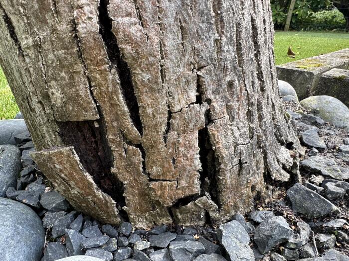 Struiken & Bomen