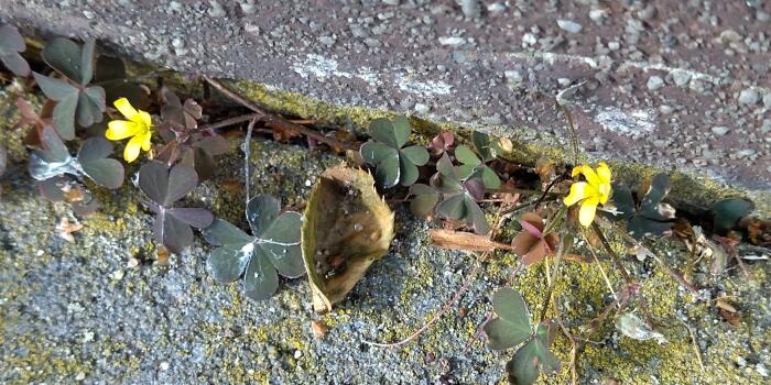 Bloemen & Planten