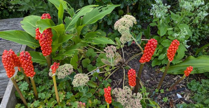 Bloemen & Planten