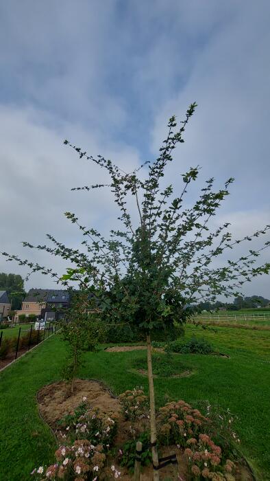 Struiken & Bomen