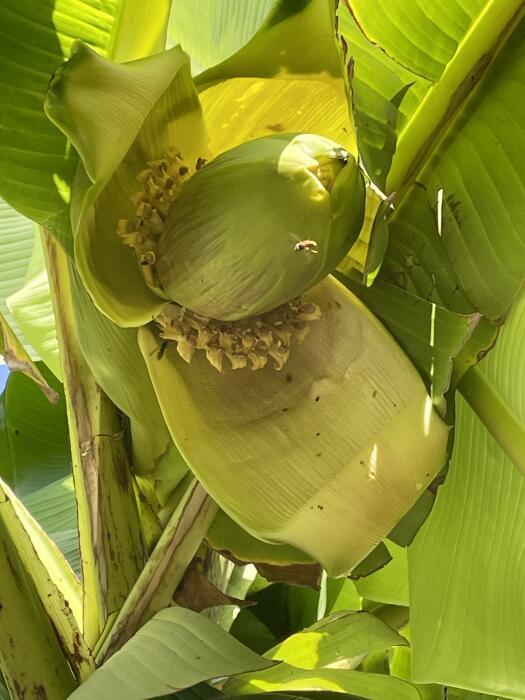 Tropische Planten & Kamerplanten