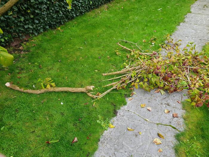 Struiken & Bomen