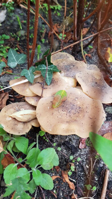 Allerlei Vragen ivm de Tuin