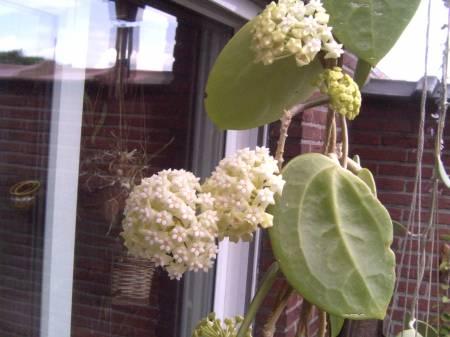 Tropische Planten & Kamerplanten