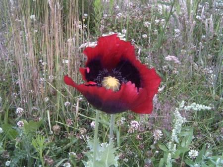 Bloemen & Planten