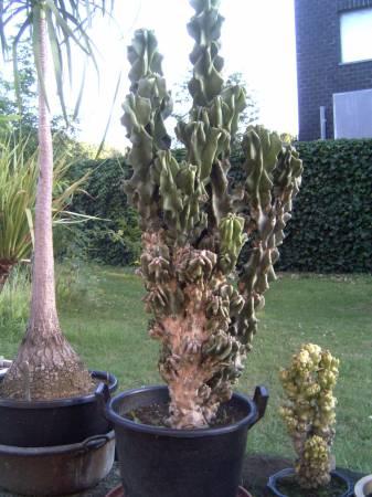 Tropische Planten & Kamerplanten