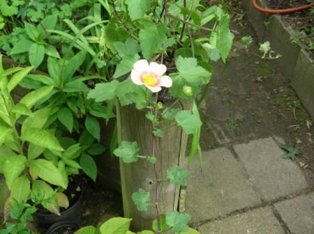 Bloemen & Planten