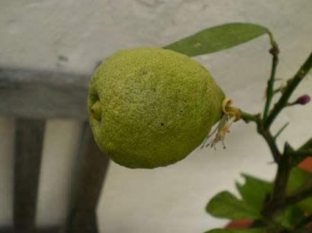 Tropische Planten & Kamerplanten