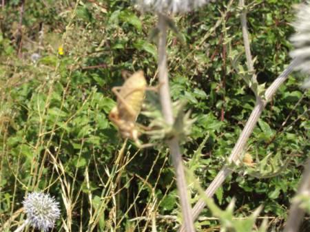 Allerlei Vragen ivm de Tuin