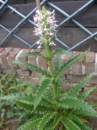 Bloemen & Planten