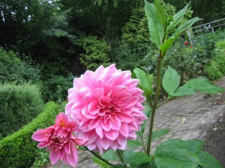 Bloemen & Planten