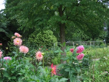 Bloemen & Planten