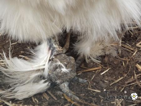 Dieren te koop, te ruilen, gratis of gezocht